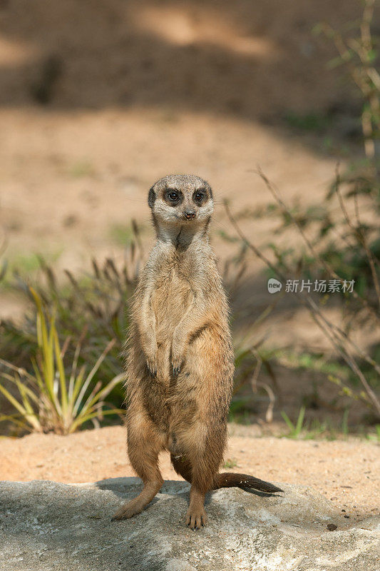 猫鼬(Suricata suricatta)